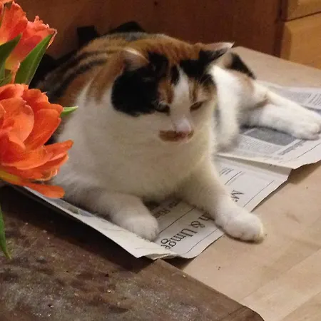 Konukevi Gastehaus Bartl