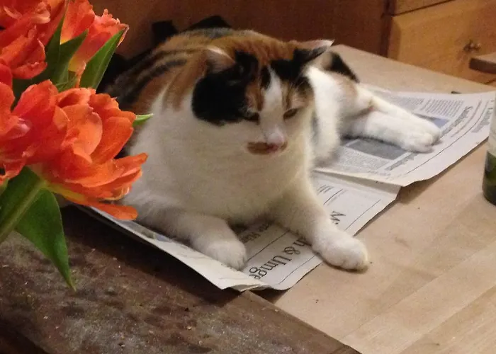 게스트하우스 Gastehaus Bartl